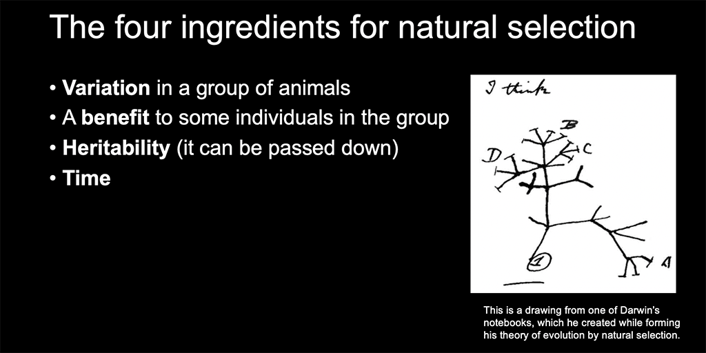 A slide from a presentation Amanda Rossillo created for a lesson plan on evolution
